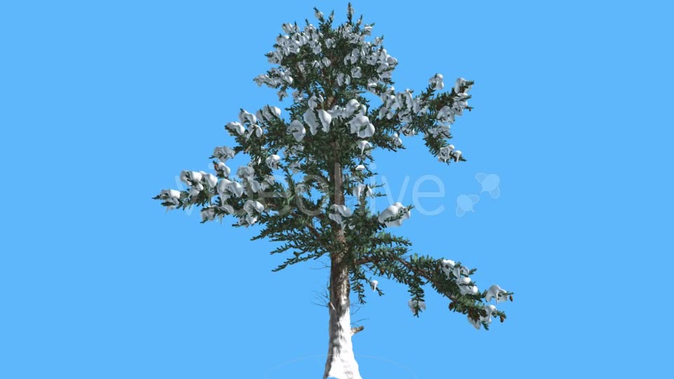 White Fir Snow on Branches Coniferous Evergreen - Download Videohive 19556783