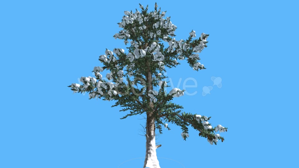 White Fir Snow on Branches Coniferous Evergreen - Download Videohive 19556783