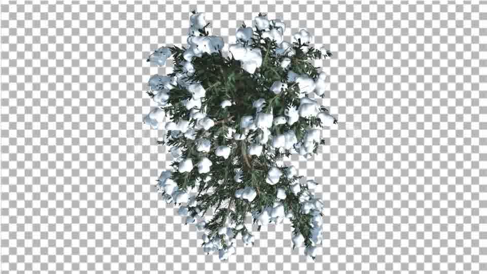 White Fir Thin Top Down Snow Coniferous Evergreen - Download Videohive 19850897