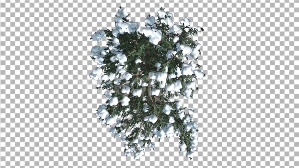 White Fir Thin Top Down Snow Coniferous Evergreen - Download Videohive 19869794