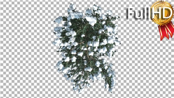 White Fir Thin Top Down Snow Coniferous Evergreen - Download Videohive 19869794