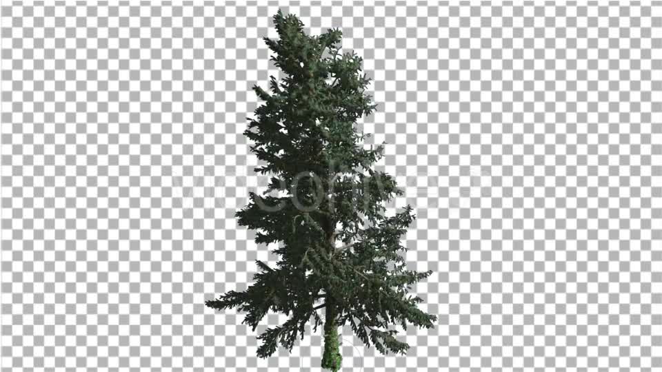 White Fir Thin Trunk and Branches Coniferous - Download Videohive 19548939
