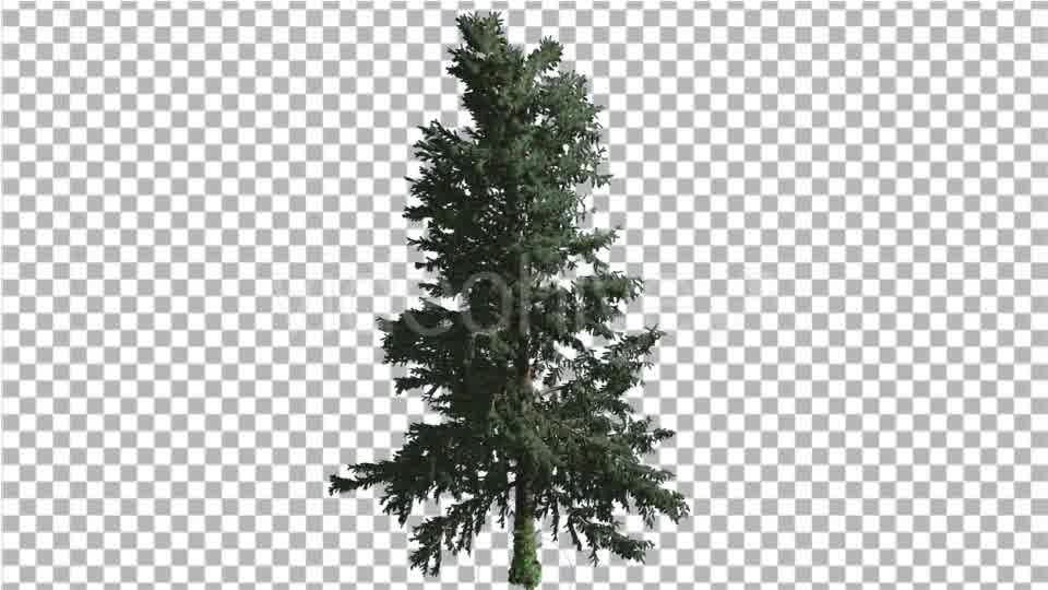 White Fir Thin Trunk and Branches Coniferous - Download Videohive 19548939