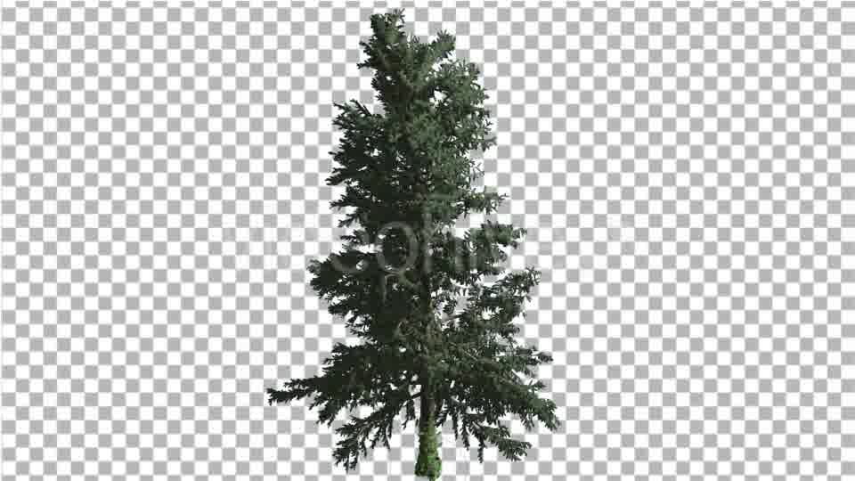 White Fir Thin Trunk and Branches Coniferous - Download Videohive 19548939