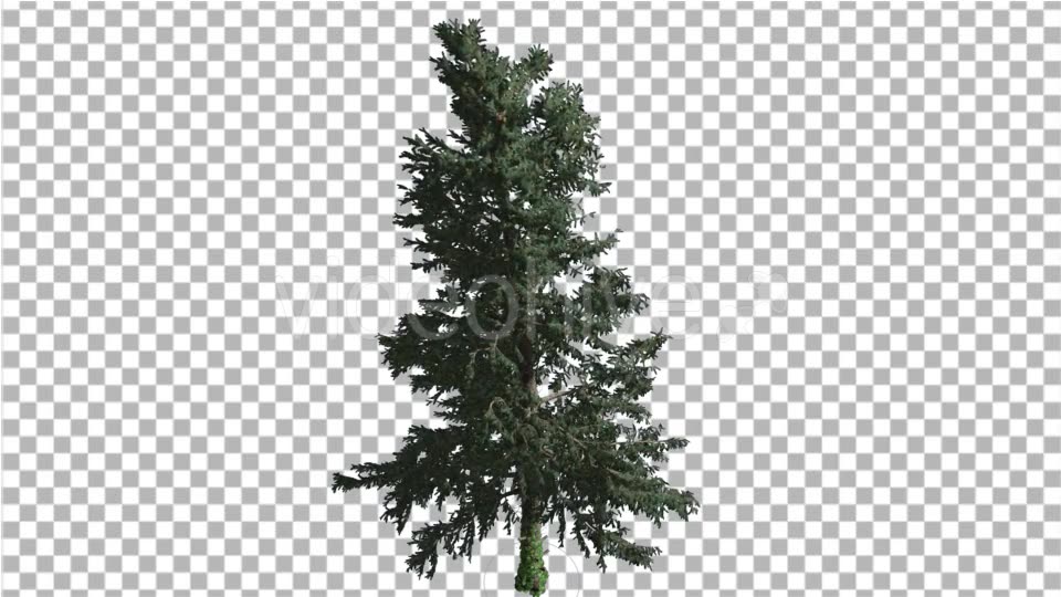 White Fir Thin Trunk and Branches Coniferous - Download Videohive 19548939