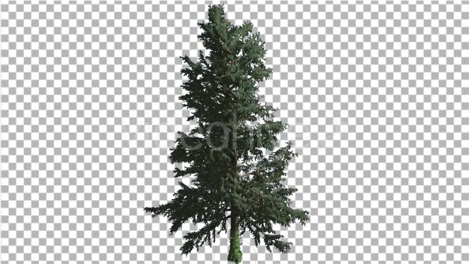 White Fir Thin Trunk and Branches Coniferous - Download Videohive 19548939