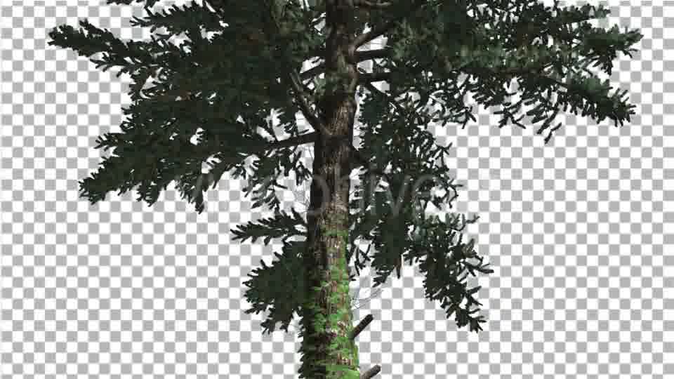 White Fir Thin Trunk and Branches Coniferous - Download Videohive 19590277