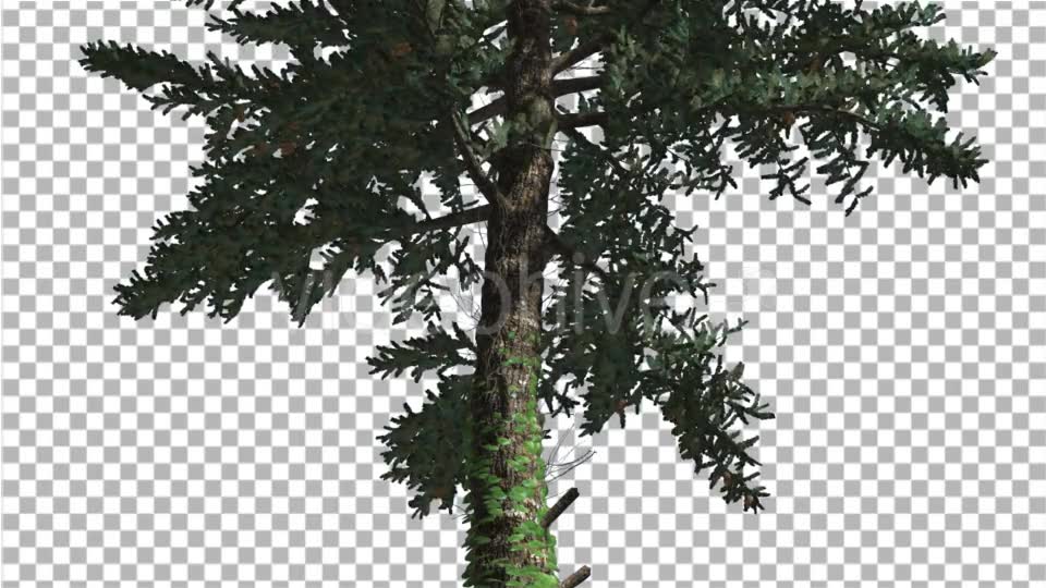 White Fir Thin Trunk and Branches Coniferous - Download Videohive 19590277