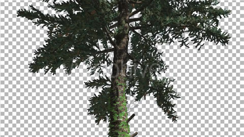 White Fir Thin Trunk and Branches Coniferous - Download Videohive 19590277