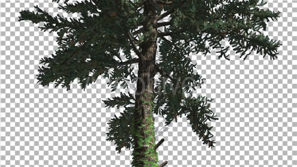 White Fir Thin Trunk and Branches Coniferous - Download Videohive 19590277