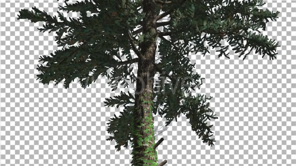 White Fir Thin Trunk and Branches Coniferous - Download Videohive 19590277