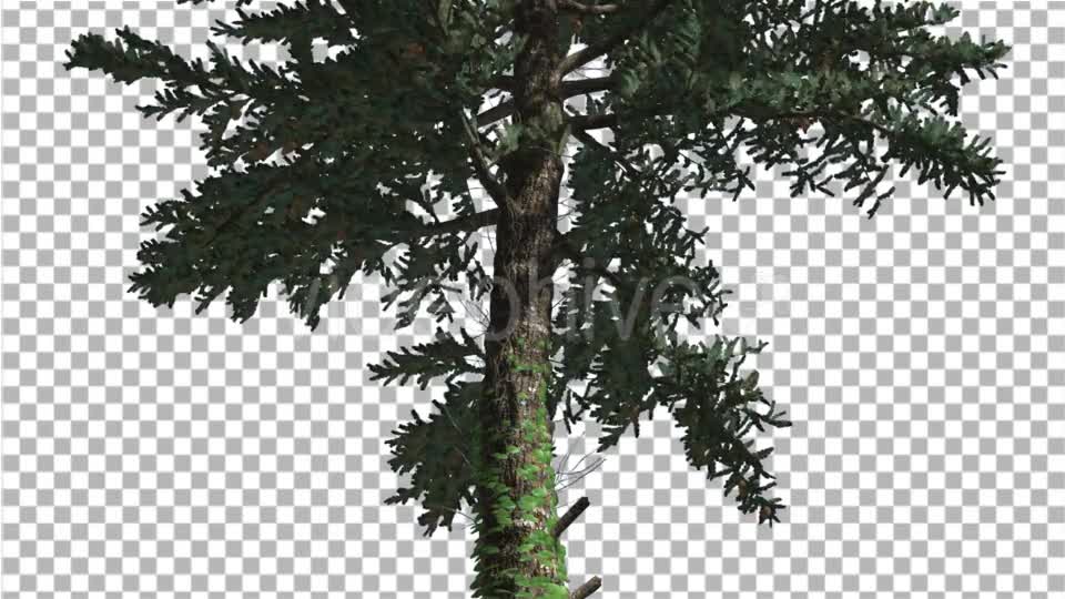 White Fir Thin Trunk and Branches Coniferous - Download Videohive 19590277