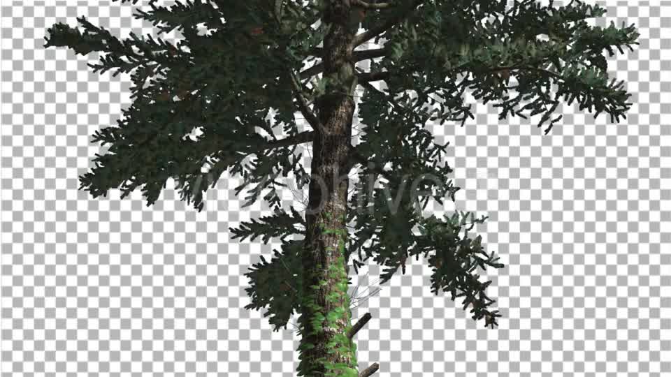 White Fir Thin Trunk and Branches Coniferous - Download Videohive 19590277