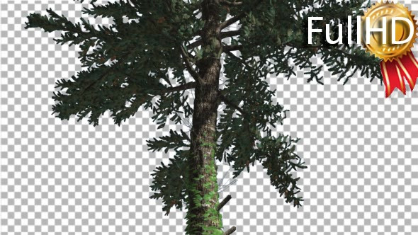 White Fir Thin Trunk and Branches Coniferous - Download Videohive 19590277