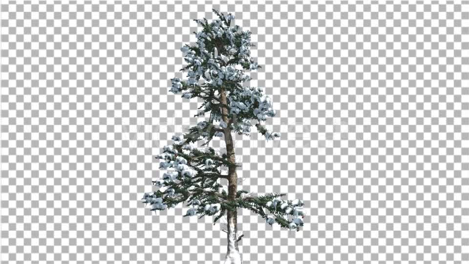 White Fir Thin Trunk and Branches Snow Coniferous - Download Videohive 19266066