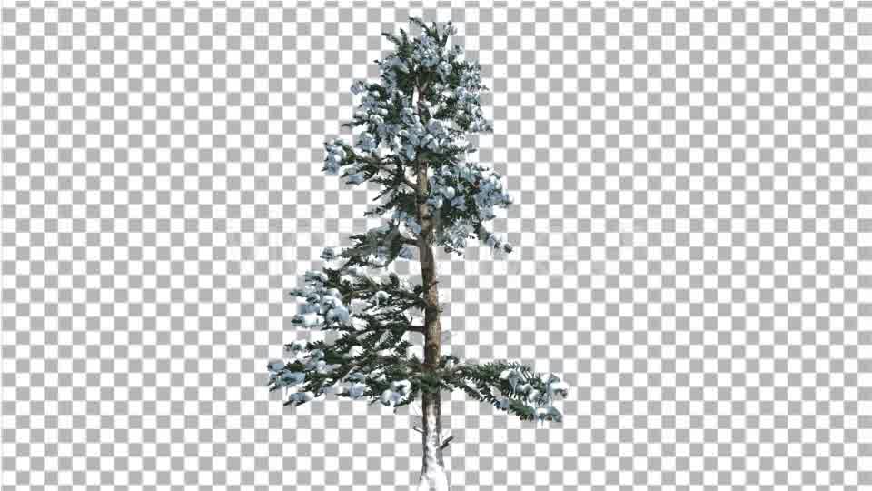 White Fir Thin Trunk and Branches Snow Coniferous - Download Videohive 19266066