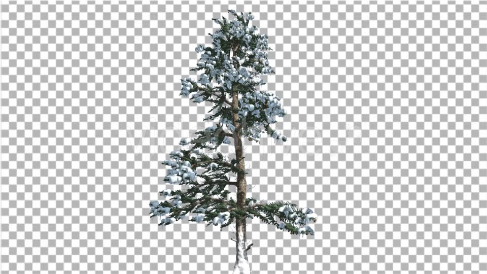 White Fir Thin Trunk and Branches Snow Coniferous - Download Videohive 19266066