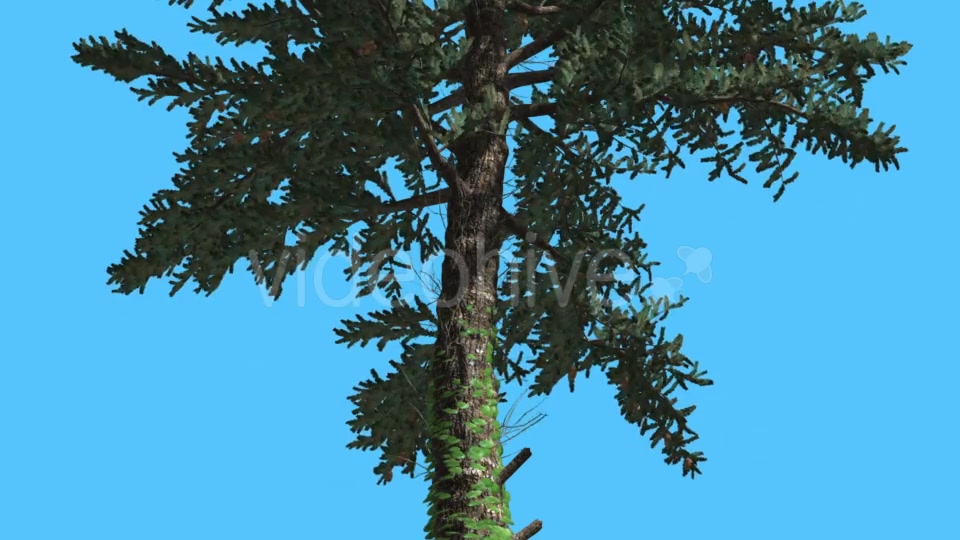 White Fir Thin Trunk Branches Down up Coniferous - Download Videohive 15509404