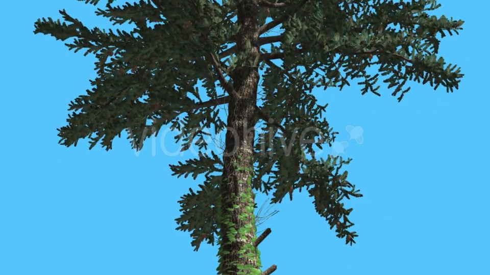 White Fir Thin Trunk Branches Down up Coniferous - Download Videohive 15509404