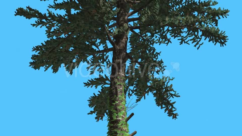 White Fir Thin Trunk Branches Down up Coniferous - Download Videohive 15509404