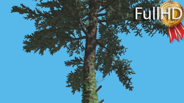 White Fir Thin Trunk Branches Down up Coniferous - Download Videohive 15509404