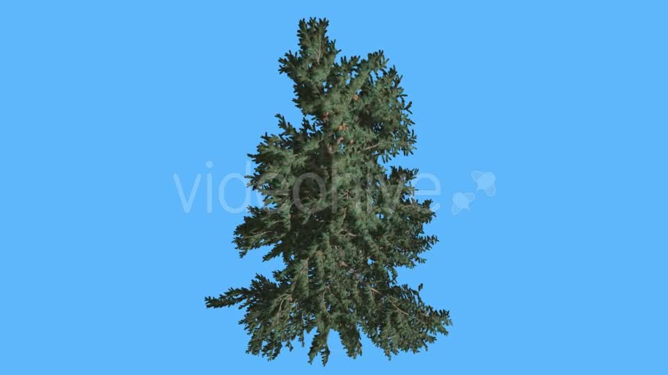 White Fir Top Down on Blue Screen Coniferous - Download Videohive 19298428