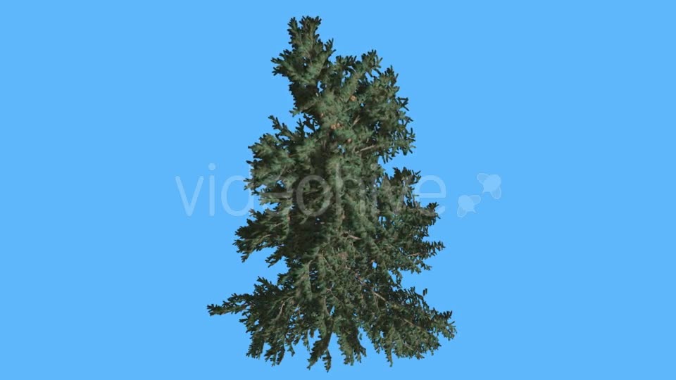 White Fir Top Down on Blue Screen Coniferous - Download Videohive 19298428