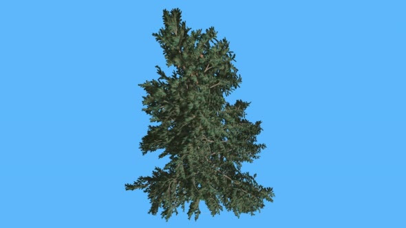 White Fir Top Down on Blue Screen Coniferous - Download Videohive 19298428