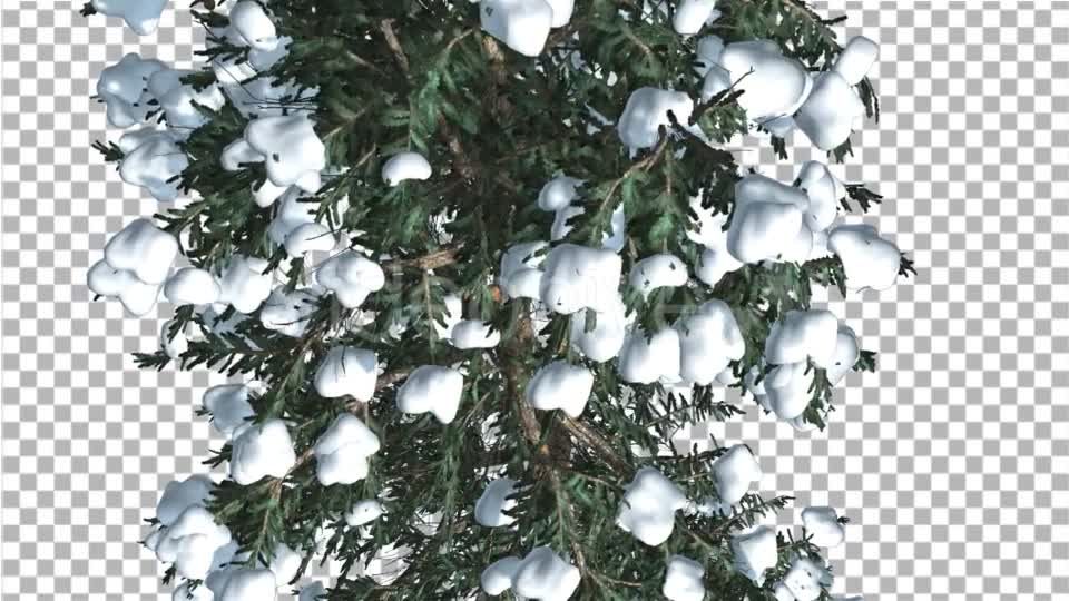 White Fir Top Down Snow on Tree Coniferous - Download Videohive 19264798