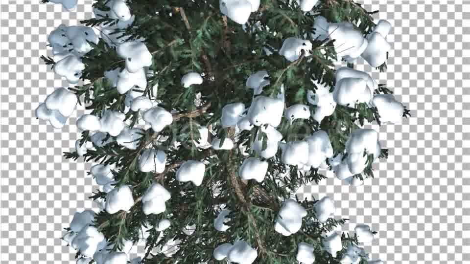 White Fir Top Down Snow on Tree Coniferous - Download Videohive 19264798