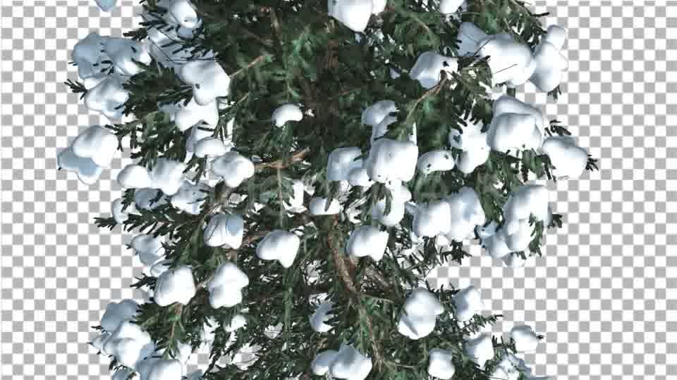 White Fir Top Down Snow on Tree Coniferous - Download Videohive 19264798