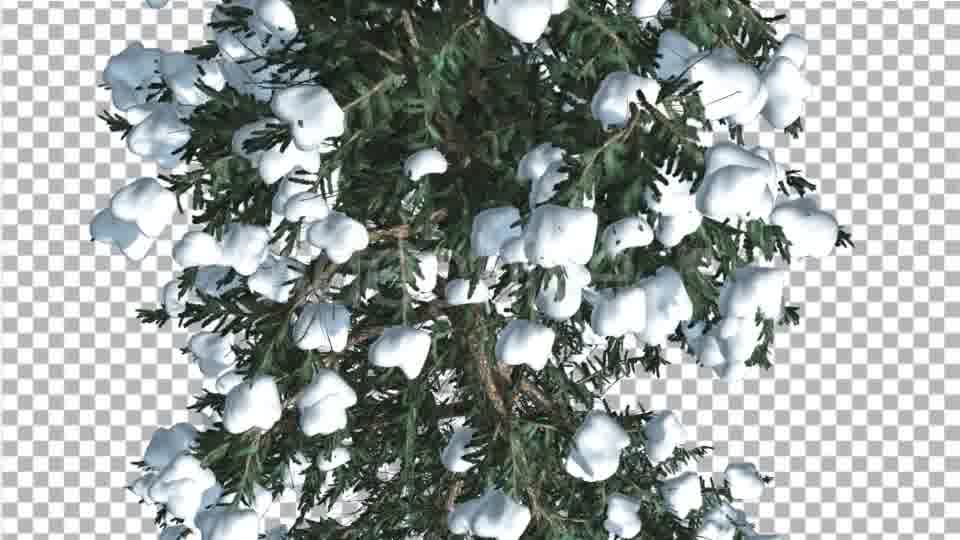 White Fir Top Down Snow on Tree Coniferous - Download Videohive 19264798