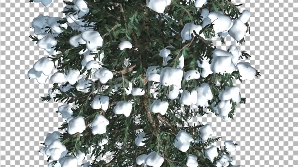 White Fir Top Down Snow on Tree Coniferous - Download Videohive 19264798