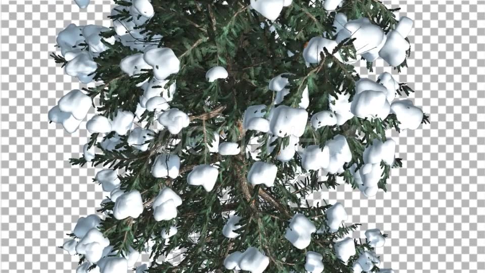 White Fir Top Down Snow on Tree Coniferous - Download Videohive 19264798