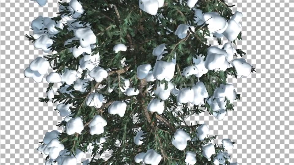 White Fir Top Down Snow on Tree Coniferous - Download Videohive 19264798