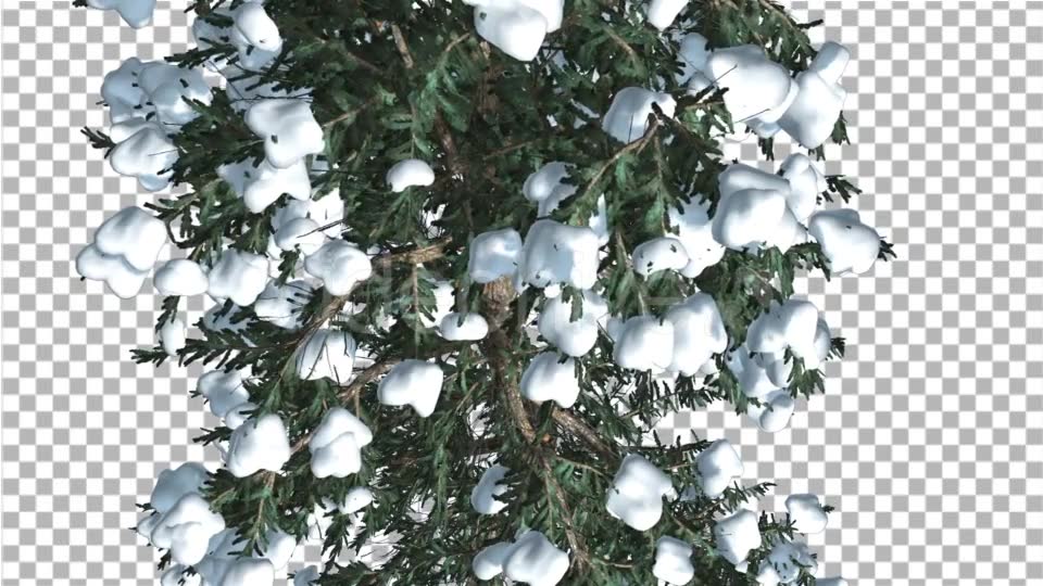 White Fir Top Down Snow on Tree Coniferous - Download Videohive 19264798