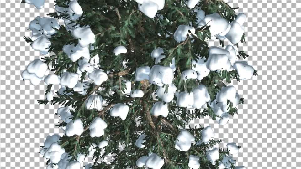 White Fir Top Down Snow on Tree Coniferous - Download Videohive 19264798