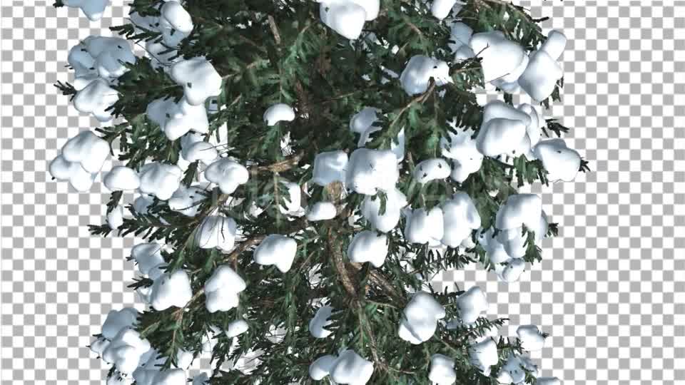 White Fir Top Down Snow on Tree Coniferous - Download Videohive 19264798