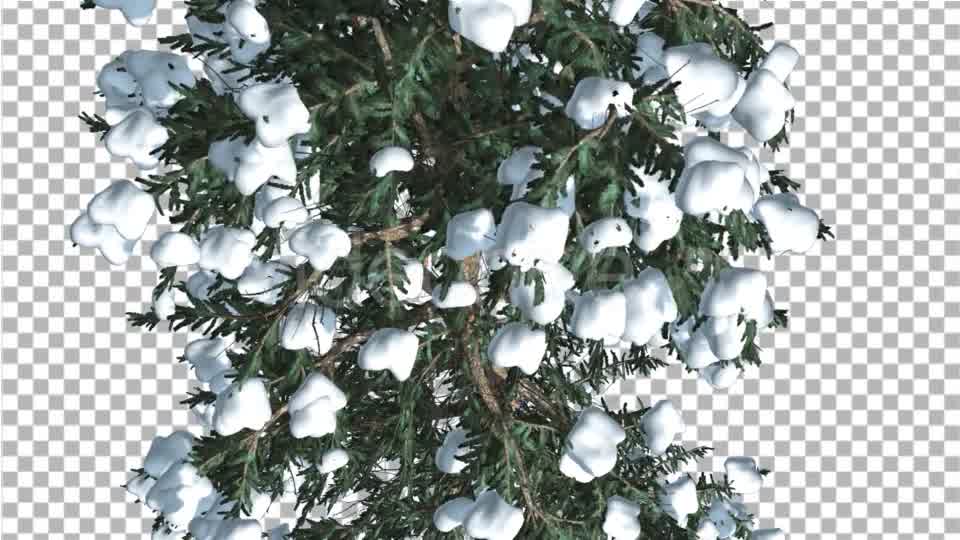 White Fir Top Down Snow on Tree Coniferous - Download Videohive 19264798