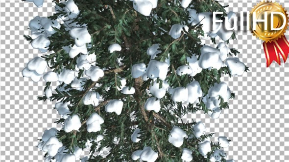 White Fir Top Down Snow on Tree Coniferous - Download Videohive 19264798