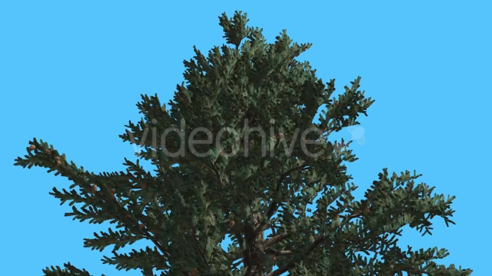 White Fir Top of Fluttering Crown Coniferous - Download Videohive 15508514