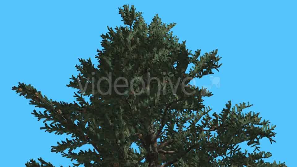 White Fir Top of Fluttering Crown Coniferous - Download Videohive 15508514