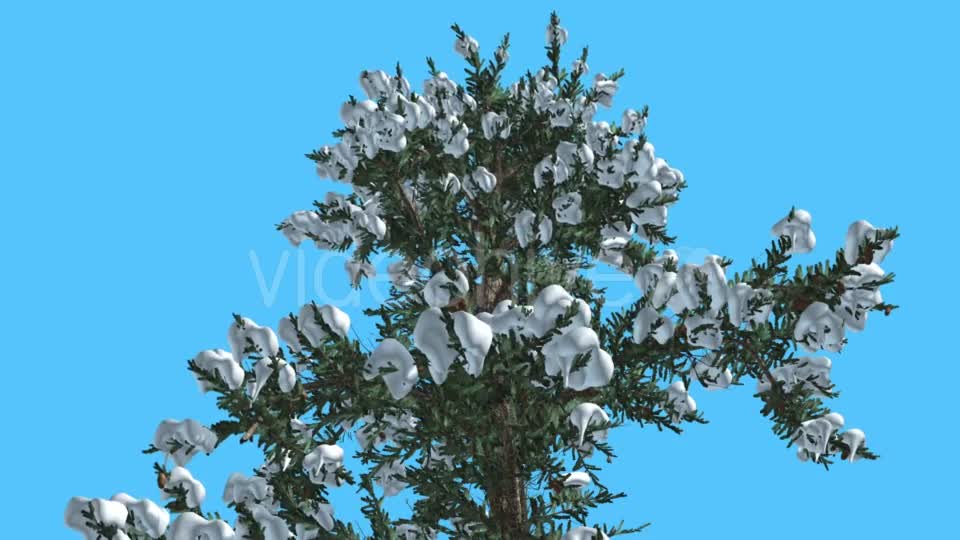 White Fir Top of Tree Covered With Snow - Download Videohive 15703894