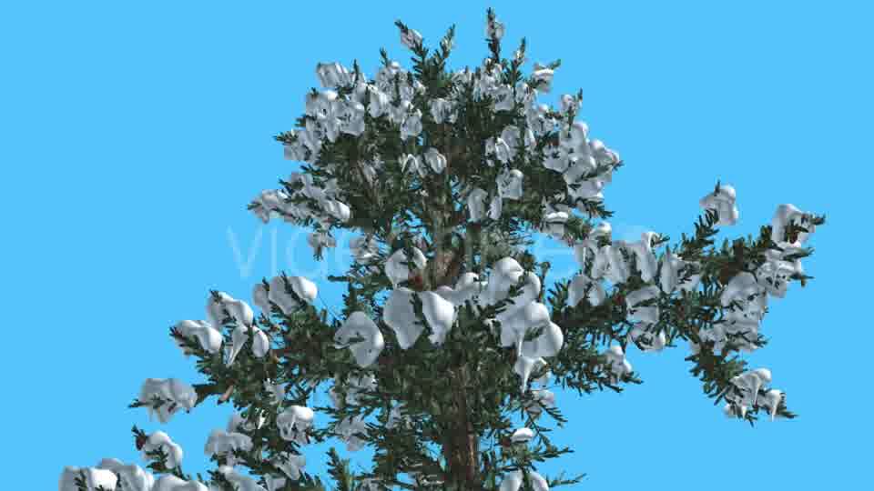 White Fir Top of Tree Covered With Snow - Download Videohive 15703894