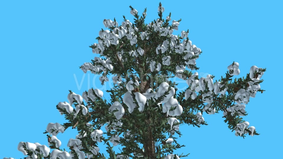 White Fir Top of Tree Covered With Snow - Download Videohive 15703894