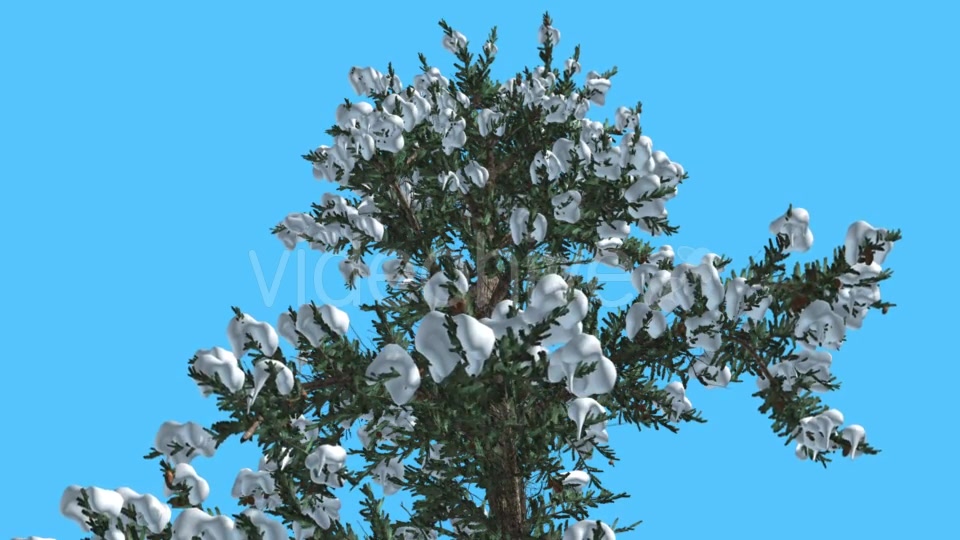 White Fir Top of Tree Covered With Snow - Download Videohive 15703894