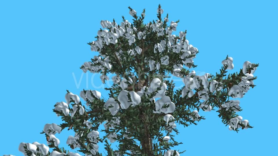 White Fir Top of Tree Covered With Snow - Download Videohive 15703894