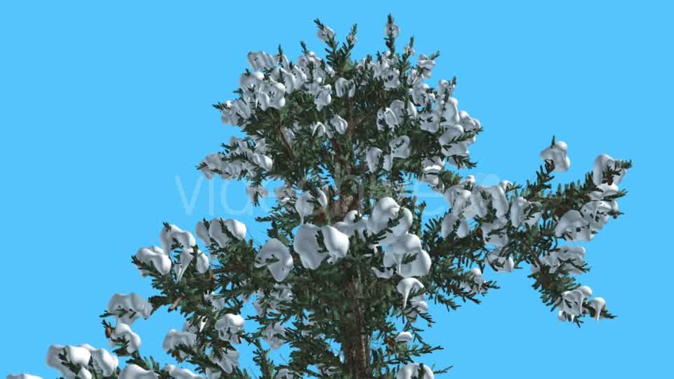 White Fir Top of Tree Covered With Snow - Download Videohive 15703894