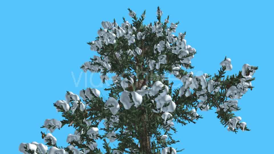 White Fir Top of Tree Covered With Snow - Download Videohive 15703894