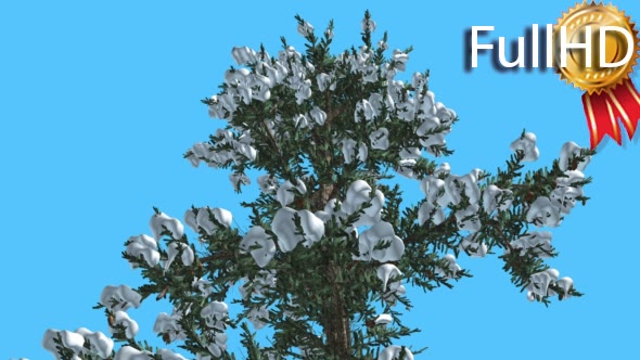 White Fir Top of Tree Covered With Snow - Download Videohive 15703894